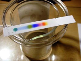 Chromatography experiment